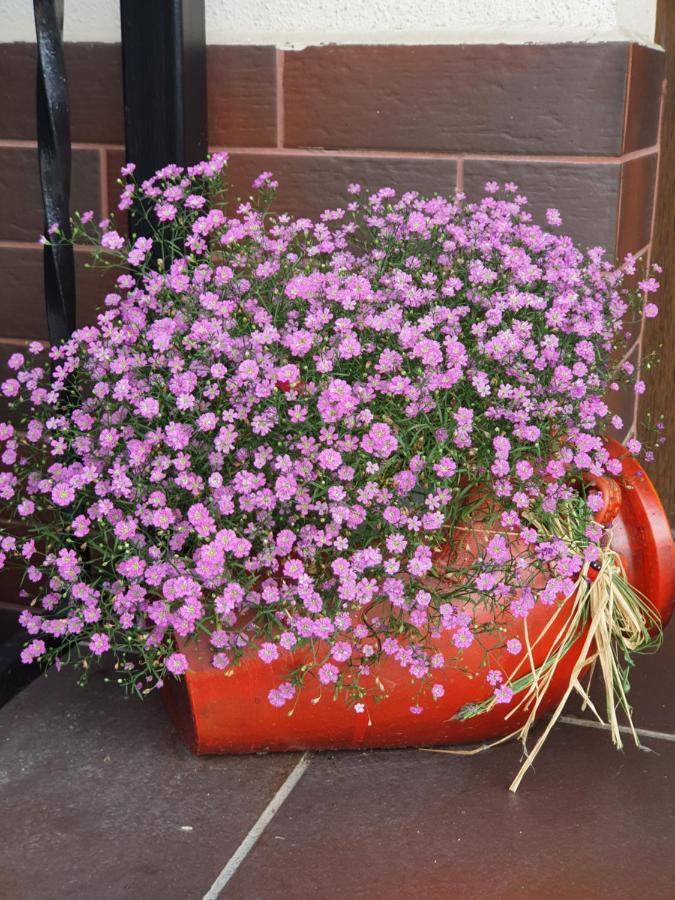 Smiley Flowers Sibiu Ngoại thất bức ảnh